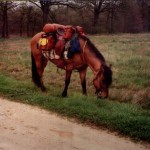 selle equitation hugues petel