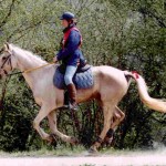 selle equitation hugues petel