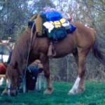 selle equitation hugues petel