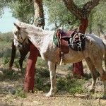 selle equitation hugues petel