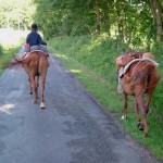 batage selle equitation hugues petel